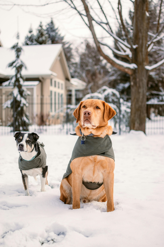Keeping Your Pets Warm and Safe During Winter