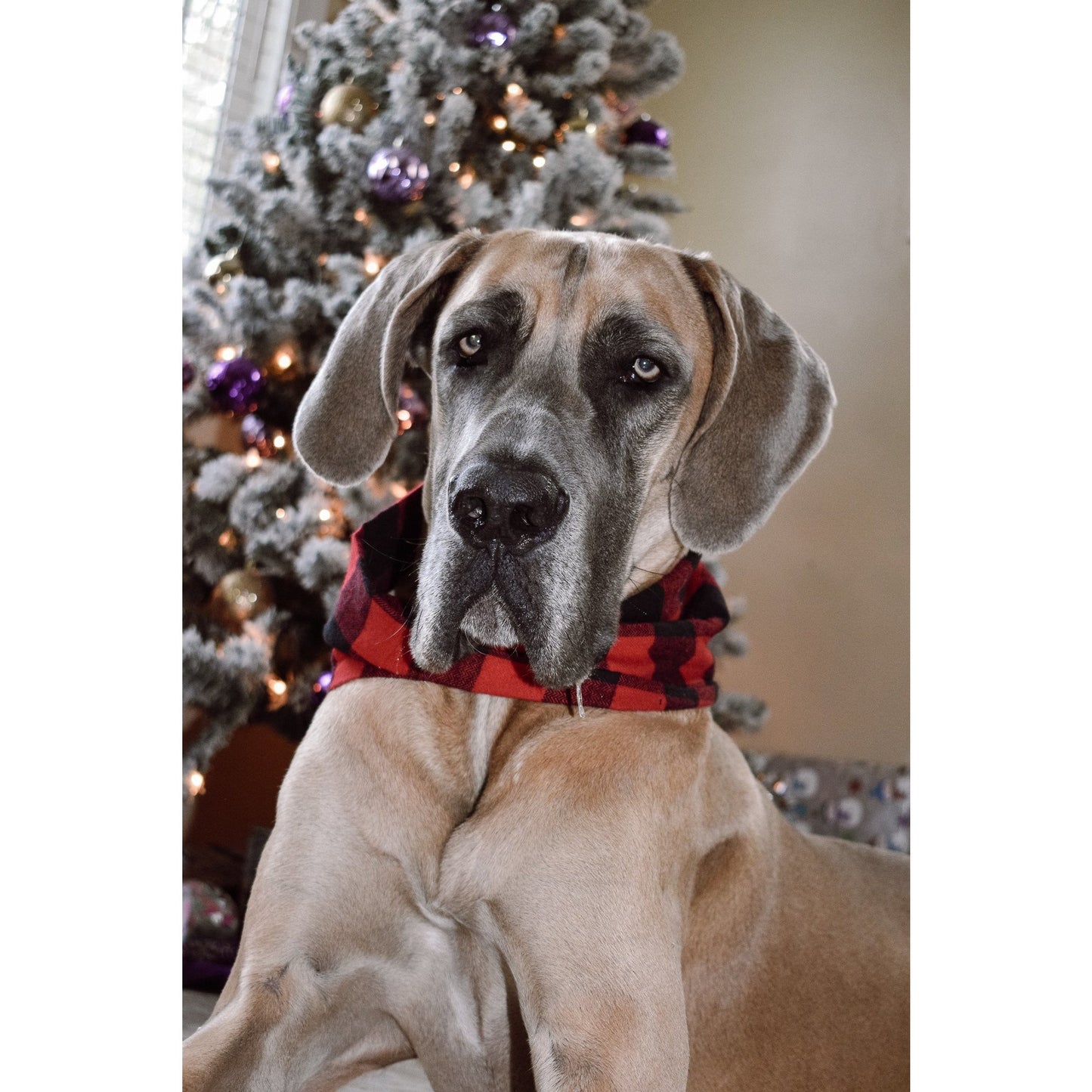 Al Borland Scarf for Dogs/Cats and Moms