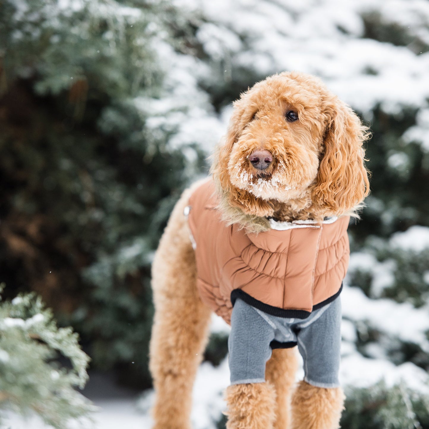 Urban Caramel Parka – Sherpa Lining - Water Resistant Shell