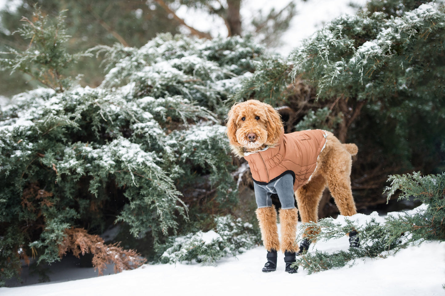 Urban Caramel Parka – Sherpa Lining - Water Resistant Shell