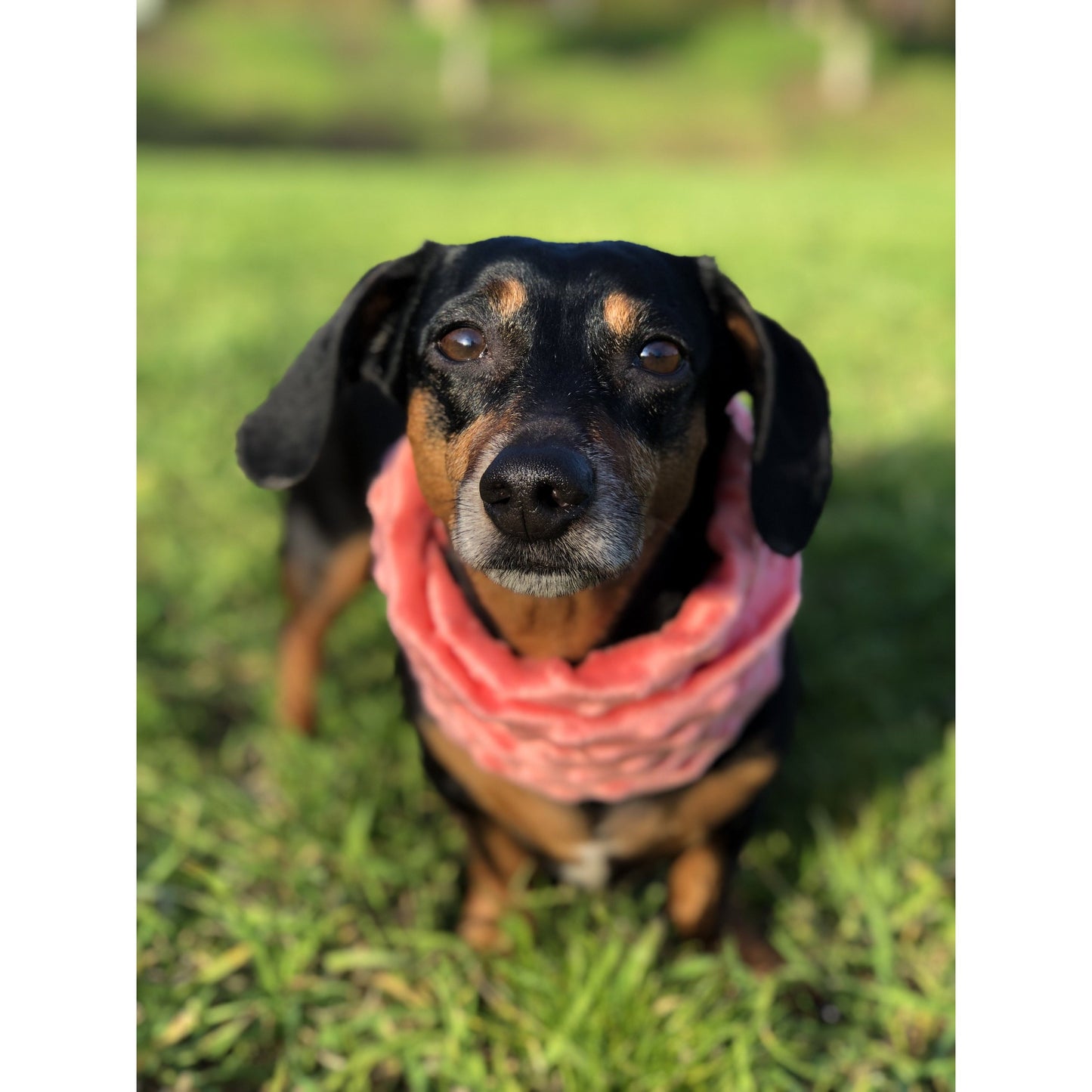 Hubba Hubba Scarf: Cozy, Stylish Scarves for You and Your Pup