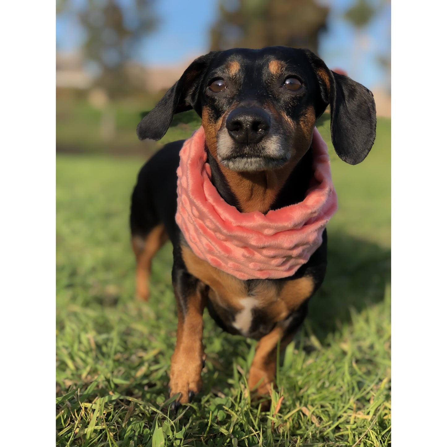 Hubba Hubba Scarf: Cozy, Stylish Scarves for You and Your Pup