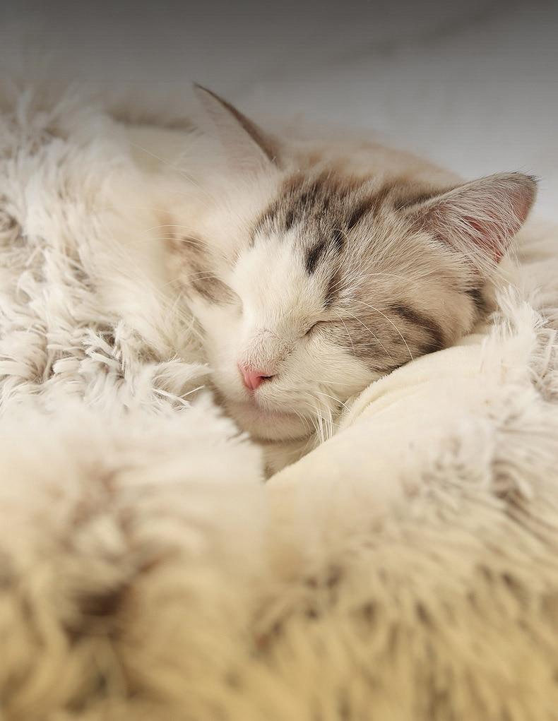 The Cozy Nest Bed Hideaway: The Ultimate 2-in-1 Retreat for Cats and Small Dogs