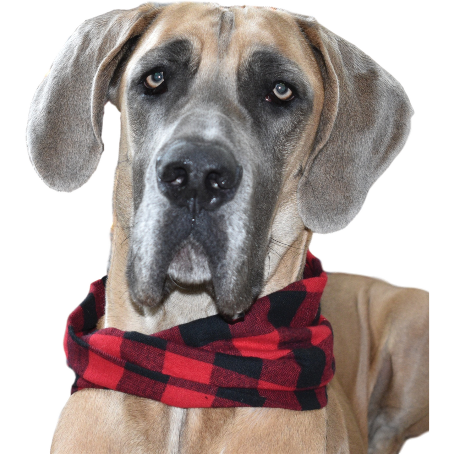 Al Borland Scarf for Dogs/Cats and Moms