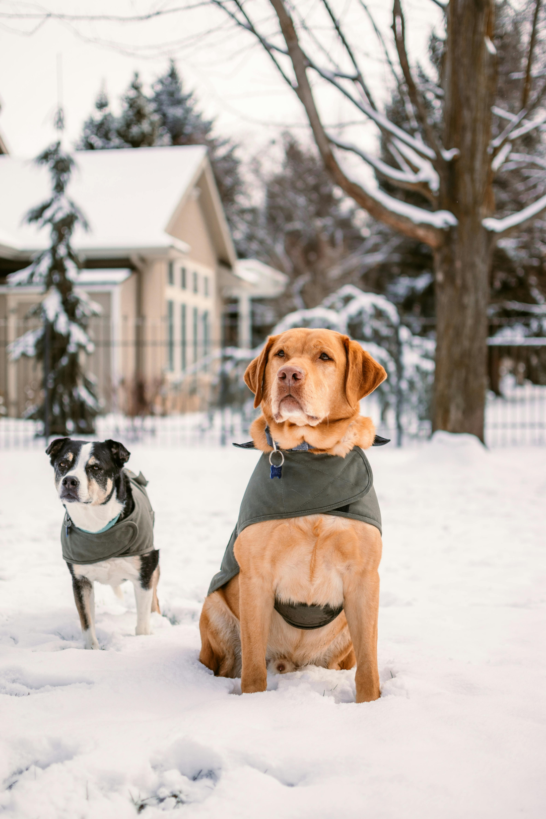 Keeping Your Pets Warm and Safe During Winter