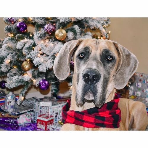 Al Borland Scarf for Dogs/Cats and Moms