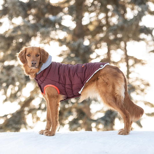 Burgundy Winter Sailor Parka – Chic Warmth for Dog