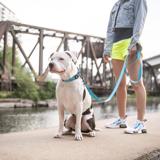 Neon Blue Reflective Dog Leash – Safety and Style Combined