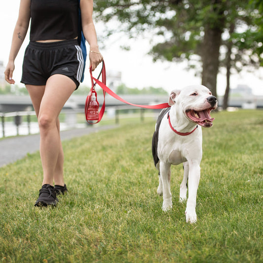 Neon Red Reflective Dog Leash – Safety and Style Combined