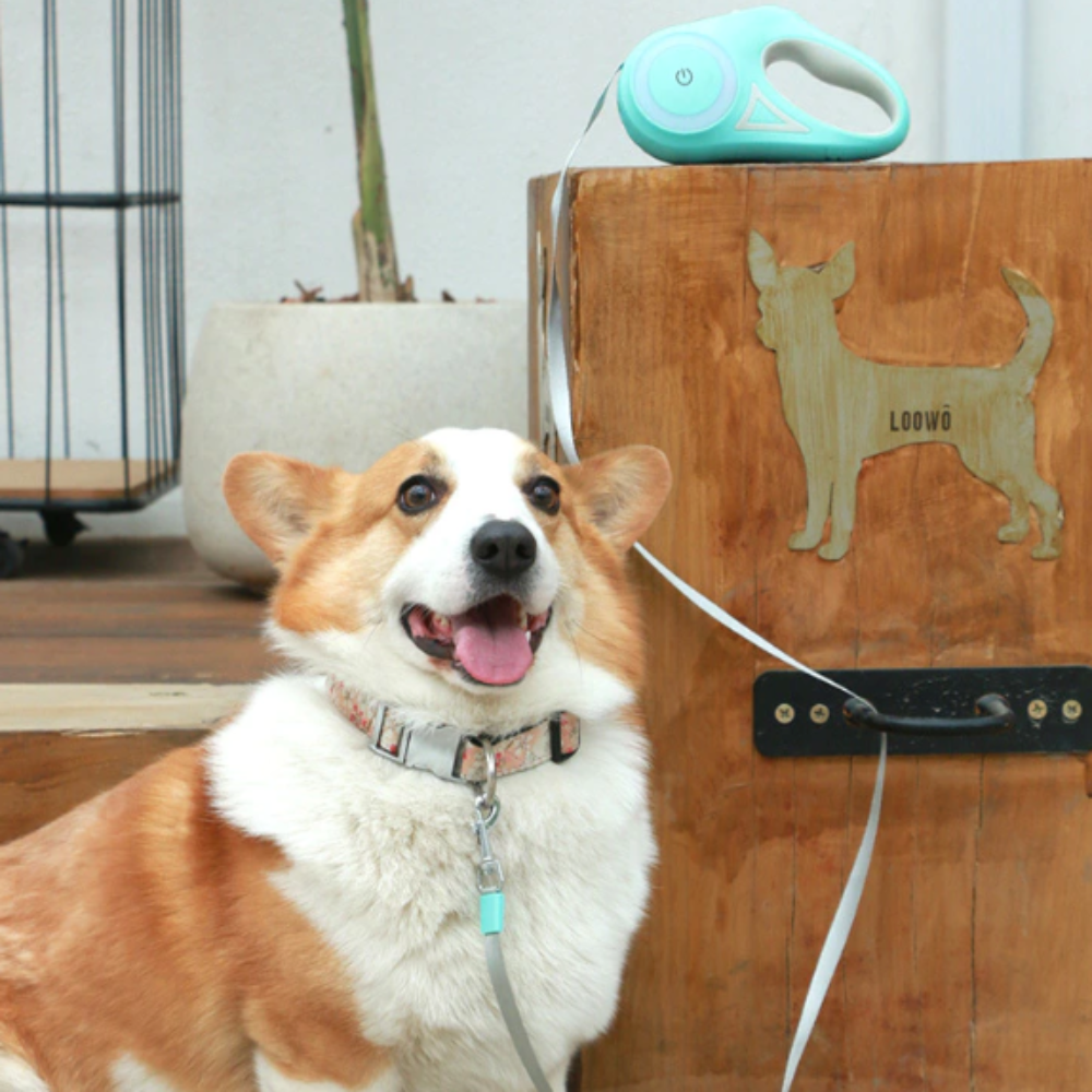 Retractable Light-Up Leash – Illuminated Walks for Dogs & Cats