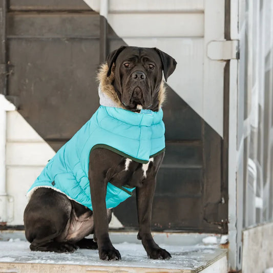 Aqua Winter Sailor Parka – Chic Warmth for Dogs