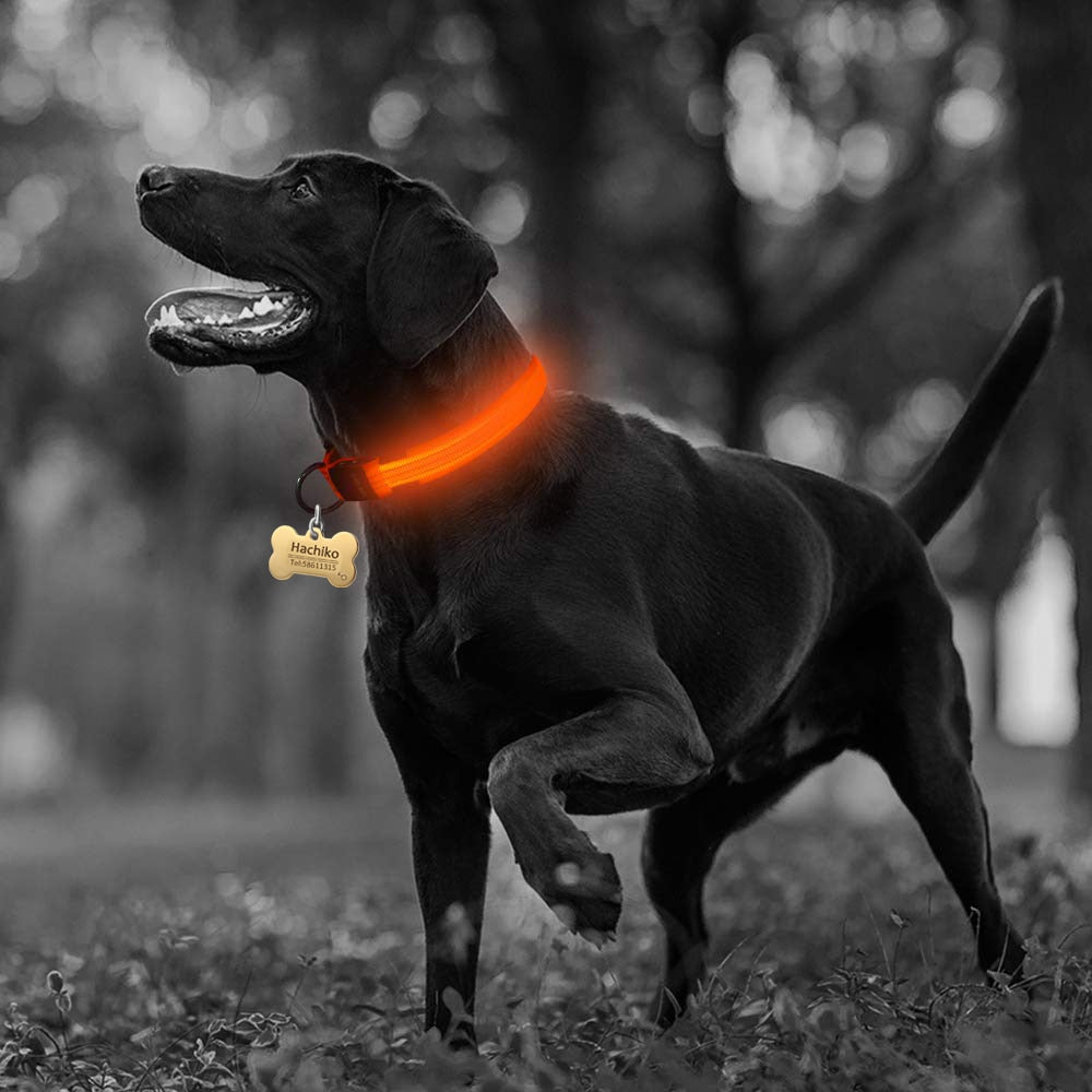 Night Time LED Dog Collar - Bright, Safe, and Adjustable for Evening Walks