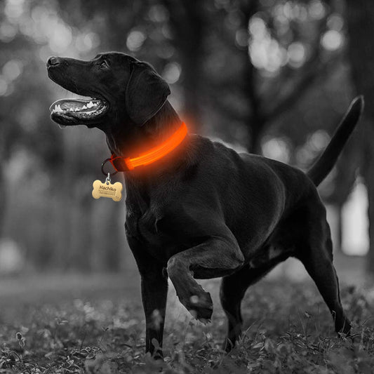 Night Time LED Dog Collar - Bright, Safe, and Adjustable for Evening Walks