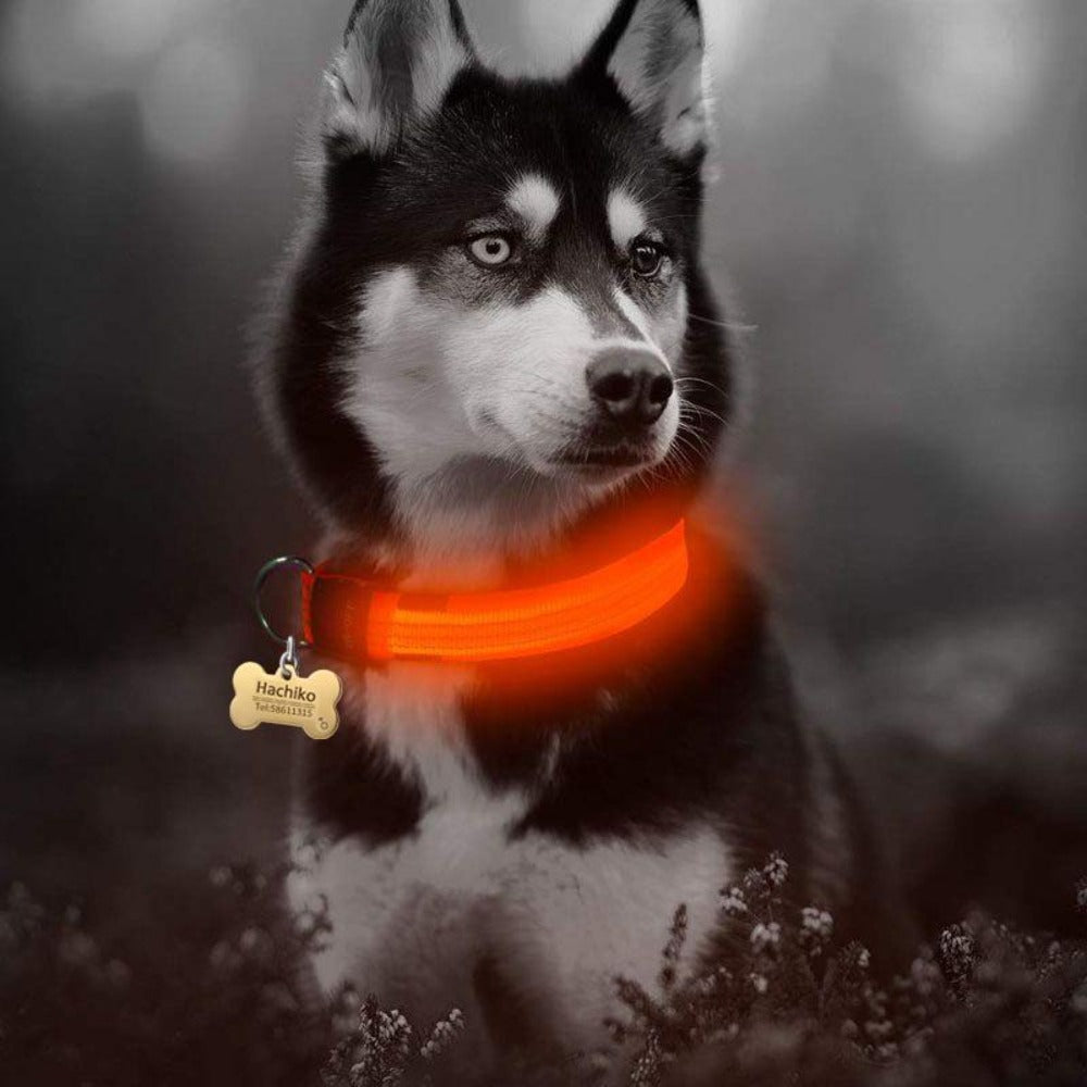 Night Time LED Dog Collar - Bright, Safe, and Adjustable for Evening Walks