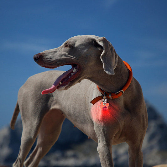 Flashing LED Pet Safety Lights for Collars – For Night Walks & Visibility